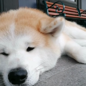 今朝は半袖では寒かったけれど飼い主半 袖で散歩、最後はちょうど良いくらいだった。未来丸も昨日に続いの画像