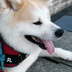 激暑☀️食欲どうなる⁉️昨日の暑さもあり今朝は未来丸ヤル気無し。散歩コースのリードを間違の画像