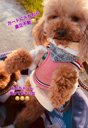 ◆ 保護っこ おとちゃん ◆ 散歩と直立不動？の記事動画