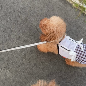 ◆ 保護っこ ののちゃん 15 ◆ お散歩の画像