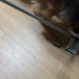 ジャーマンシェパード対クィクルワイパーの画像