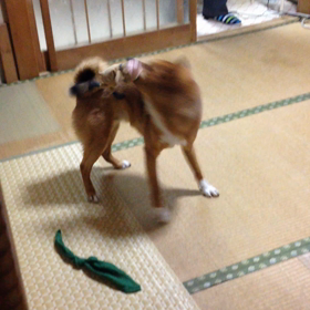 1人遊びの画像