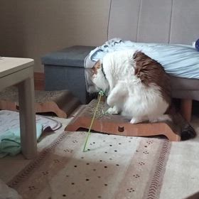 怒られなかった〜の画像