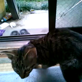 動画の画像