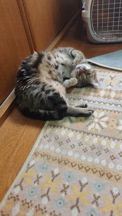 ✨✨5/24ごんまるキャット譲渡会参加猫⑥✨✨の記事動画