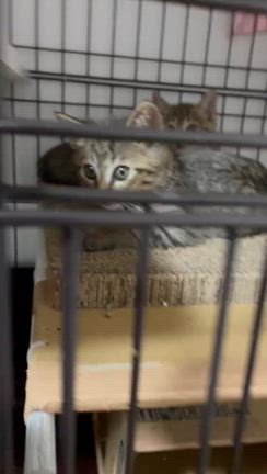 淡路からやってきた子猫の記事動画