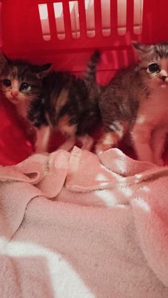 豊岡から来た子猫の記事動画