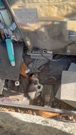子猫が消えたの記事動画