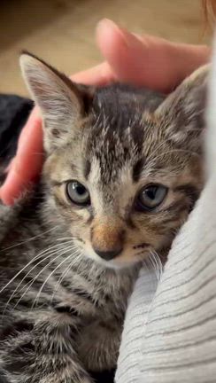 姫路駅で保護した子猫のあれからの記事動画
