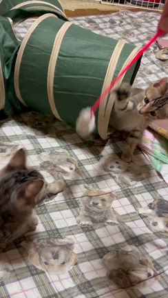 ✨✨6/14ごんまるキャット譲渡会参加猫④✨✨の記事動画