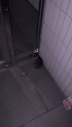 娘が拾ってきましたの記事動画