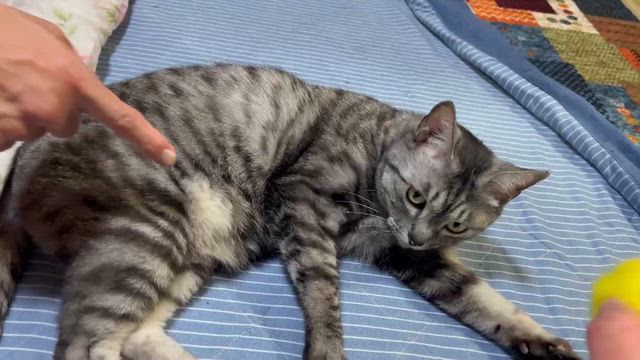 ✨✨5/24ごんまるキャット譲渡会参加猫⑥✨✨の記事動画