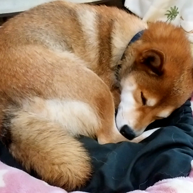 ♡モモちん♡のスヤスヤ動画の画像