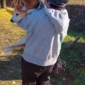 あれ？１２月に銀杏？？の画像