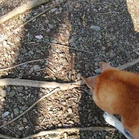 まだまだ 歩くよーの画像