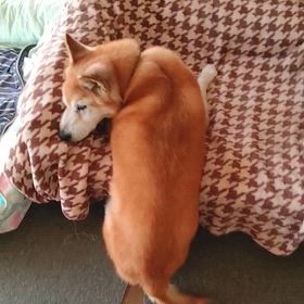 よっこらせの画像