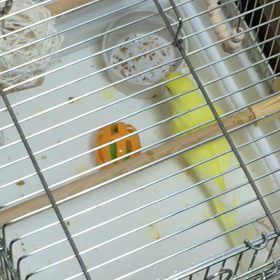 サッカーインコ（笑）の画像