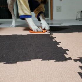 職犬芸の画像