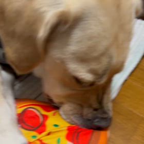 不安いっぱいな2日目の画像