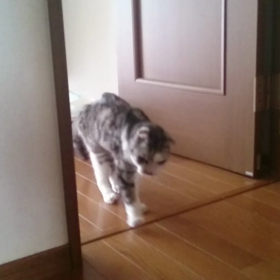 よたよたの画像