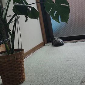 ガサやなの画像