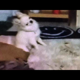 脳腫瘍といわれて　犬の十戒【　始まり　～　現在まで　㉗　】の画像