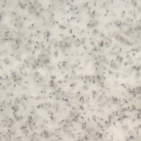 海水浴の画像