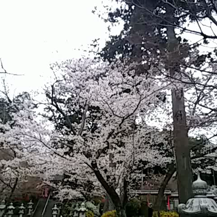 最近のバッグ♥みきてぃの記事動画