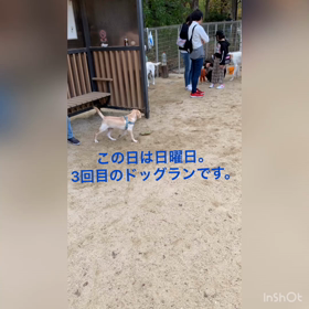 ドッグラン3回目の様子（動画）の画像