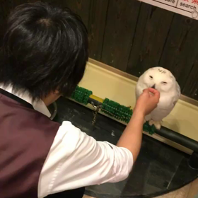 2018jun8 フクロウカフェの画像