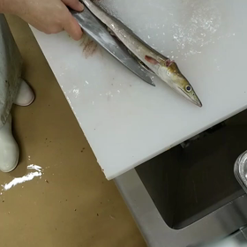 本職は魚屋さんですの画像