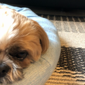 眠たいの画像