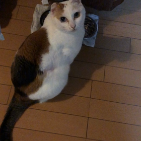 喋る猫2の画像