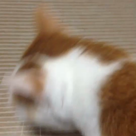 喋る猫　動画にて。の画像