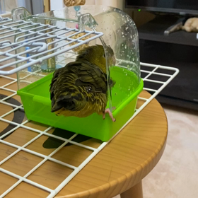 水浴びの画像