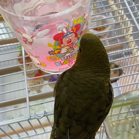 あわじも暑いでしゅの画像