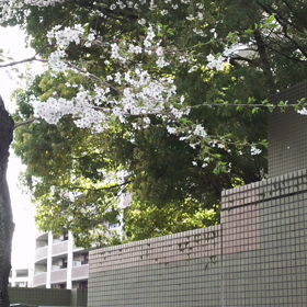 散る桜の画像