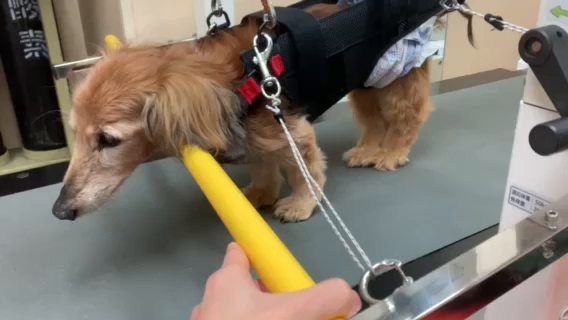 ミニチュアダックスフンド、ロロちゃんのドッグジムの記事動画