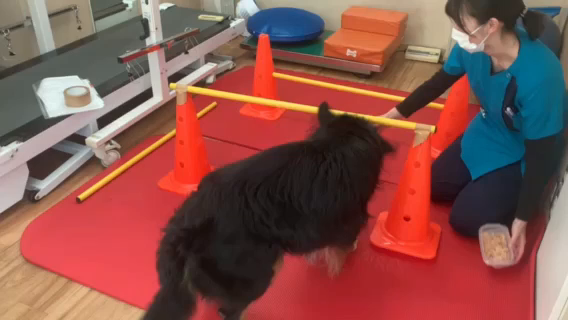 バーニーズマウンテンドッグ　福すけちゃんのリハビリの記事動画
