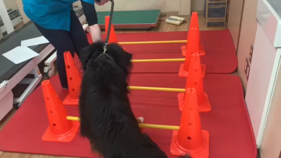 バーニーズマウンテンドッグ　福すけちゃんのリハビリの記事動画