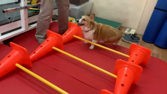 ウェルシュ・コーギー小春ちゃんのリハビリの記事動画