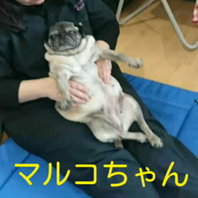 やっぱりワンコは良いね～の画像