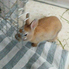 今日のみかん　5月31日の画像