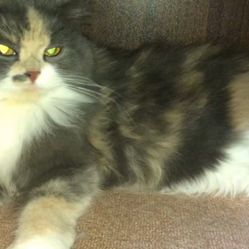 猫好きさんと繋がりたい！ネコさんの凄まじい癒し能力の画像