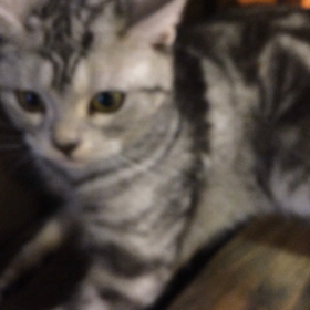 猫  しゃんがとにかくかわいい！ネコCATねこの画像