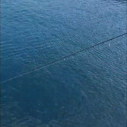 カマス釣れすぎの記事動画