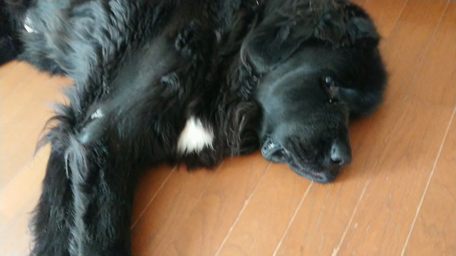 最近の我が家&もうすぐbaby誕生の記事動画