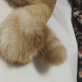 猫のしっぽの画像