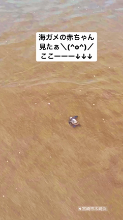 海がめの赤ちゃんに感動した日の記事動画