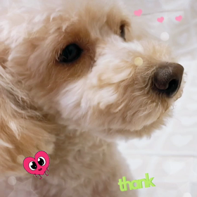 クウちゃん動画ᕷ 「何もしなくていいのだ♡⃝⃜可愛い目線」編の画像